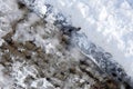 Sparrows, winter bears and sparrows looking for food in the snow in winter