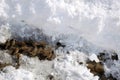 Sparrows, winter bears and sparrows looking for food in the snow in winter