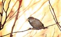 Sparrows on winter branches bird Royalty Free Stock Photo