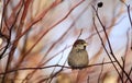 Sparrows on winter branches bird Royalty Free Stock Photo