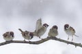 Sparrows in winter snowy day