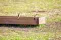 Sparrows at the wooden edge