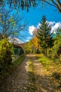 Sparse begining of forest in early autumn, Bratislava, Slovakia