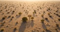 Sparse desert landscape with scattered shrubs and small trees, casting long shadow Royalty Free Stock Photo