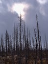 Sparse landscape with forest of bare, dead trees near Medicine Lake in Jasper National Park, Alberta, Canada. Royalty Free Stock Photo