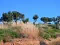 Olive Trees Growing on Rural Ridge, Greece