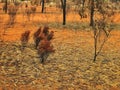 Sparse Red Centre Landscape, Northern Territory, Australia Royalty Free Stock Photo