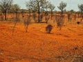 Sparse Red Centre Landscape, Northern Territory, Australia