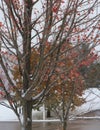 Sparse red leaves on an Autumn Blaze Maple tree with snow on its branches after an early snowfall