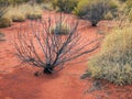 Sparse Vegetation, Red Soil, Uluru, Austraia Royalty Free Stock Photo