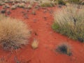 Sparse Vegetation, Red Soil, Uluru, Australia