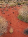 Sparse Vegetation, Red Soil, Uluru, Australia