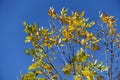 Sparse yellow leaves of ash tree against blue sky Royalty Free Stock Photo