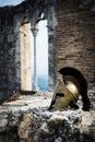 Spartan helmet on castle ruins. Royalty Free Stock Photo