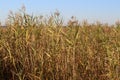 Spartina salt marsh Royalty Free Stock Photo