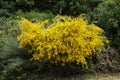 Spartium junceum in bloom or ginesta Royalty Free Stock Photo