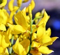 Spartium junceum, the Spanish broom