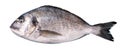 Sparus aurata fish