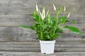 Spathe flower in flowerpot Royalty Free Stock Photo