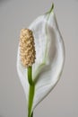 Spathe Flower or Peace Lily Blooming Royalty Free Stock Photo