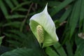 Spathe flower Royalty Free Stock Photo