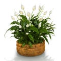 Spathiphyllum