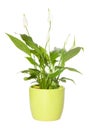 Spathiphyllum Royalty Free Stock Photo