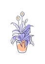 Spathiphyllum, Araceae. Exotic plant in a pot. Home floriculture, house plants, hobby. Botanical vector illustration in