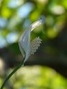 Spathiphyllum beautiful gentle flower