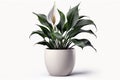 Spathiphyllum in bloom, also known as spath or peace lilies over white background