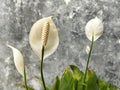 Spathiphyllum cochlearispathum or called peace lily flower blooming in the yard Royalty Free Stock Photo
