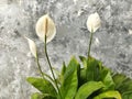 Spathiphyllum cochlearispathum or called peace lily flower blooming in the yard Royalty Free Stock Photo
