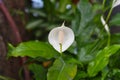 Spathiphyllum cochlearispathum commonly called peace lily growing in Vietnam Royalty Free Stock Photo