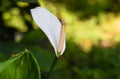 Spathiphyllum cochlearispathum commonly called peace lily growing in Vietnam Royalty Free Stock Photo