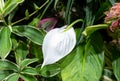 Spathiphyllum cochlearispathum commonly called peace lily growing in Vietnam Royalty Free Stock Photo