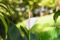 Spathiphyllum cochlearispathum commonly called peace lily growing in Vietnam Royalty Free Stock Photo