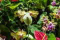 Spathiphyllum cochlearispathum commonly called peace lily growing in Vietnam Royalty Free Stock Photo