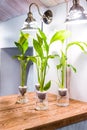 Spathiphyllum cochlearispathum commonly called peace lily growing in water in glass Royalty Free Stock Photo