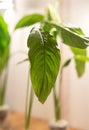 Spathiphyllum cochlearispathum commonly called peace lily growing in water in glass Royalty Free Stock Photo