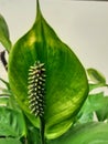 Spathiphyllum cochlearispathum, Peace lily green color Royalty Free Stock Photo