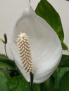 Spathiphyllum cochlearispathum, Peace lily white color Royalty Free Stock Photo