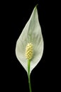 Spathiphyllum cochlearispathum Royalty Free Stock Photo