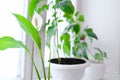 Spathiphyllum are commonly known as spath or peace lilies growing in pot  on window sill Royalty Free Stock Photo