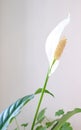 Spathiphyllum are commonly known as spath or peace lilies growing in pot  on window sill. And other plants in pots. Cozy home. Air Royalty Free Stock Photo