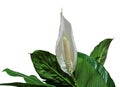 Spathiphyllum flower also known as Mauna Loa plant, peace lily, spathe flower, white flag, white sail