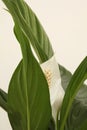 Spathiphyllum flower bud with green leaf of biege copy space background. Selective soft focus Royalty Free Stock Photo