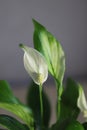 Spathiphyllum flower on a gray Wallpaper background use as a background Royalty Free Stock Photo