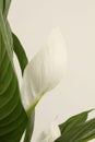 Spathiphyllum flower with green leaf of biege background. Selective soft focus Royalty Free Stock Photo