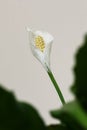 Spathiphyllum flower Royalty Free Stock Photo