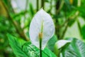 Spathiphyllum Peace lily Flower Royalty Free Stock Photo